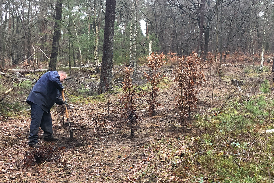 bomen planten in de Vuursche